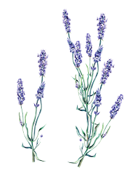 Lavendel-Aromapflege-Geriatrie